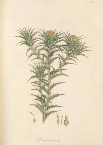 Reproducción/Reproduction 49579898466: Flora Graeca, sive, Plantarum rariorum historia, quas in provinciis aut insulis Graeciae /. Londini :Typis Richardi Taylor et socii, in Vico Shoe-Lane :MDCCCVI-MDCCCXL [1806-1840].. 