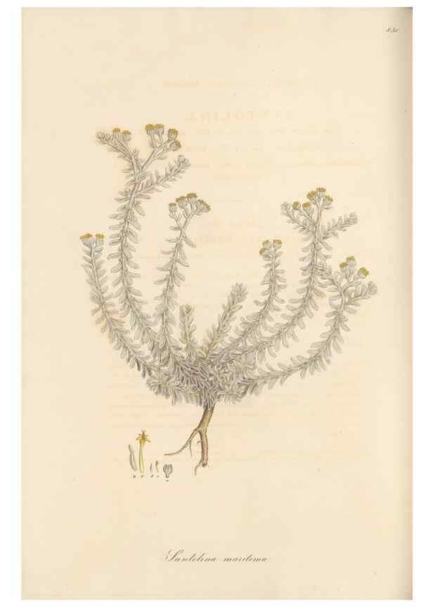 Reproducción/Reproduction 49579399358: Flora Graeca, sive, Plantarum rariorum historia, quas in provinciis aut insulis Graeciae /. Londini :Typis Richardi Taylor et socii, in Vico Shoe-Lane :MDCCCVI-MDCCCXL [1806-1840].. 