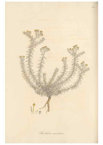 Reproducción/Reproduction 49579399358: Flora Graeca, sive, Plantarum rariorum historia, quas in provinciis aut insulis Graeciae /. Londini :Typis Richardi Taylor et socii, in Vico Shoe-Lane :MDCCCVI-MDCCCXL [1806-1840].. 