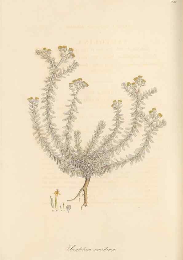 Reproducción/Reproduction 49579399358: Flora Graeca, sive, Plantarum rariorum historia, quas in provinciis aut insulis Graeciae /. Londini :Typis Richardi Taylor et socii, in Vico Shoe-Lane :MDCCCVI-MDCCCXL [1806-1840].. 