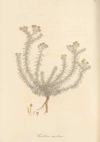 Reproducción/Reproduction 49579399358: Flora Graeca, sive, Plantarum rariorum historia, quas in provinciis aut insulis Graeciae /. Londini :Typis Richardi Taylor et socii, in Vico Shoe-Lane :MDCCCVI-MDCCCXL [1806-1840].. 