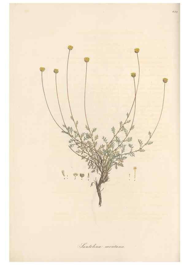 Reproducción/Reproduction 49579400073: Flora Graeca, sive, Plantarum rariorum historia, quas in provinciis aut insulis Graeciae /. Londini :Typis Richardi Taylor et socii, in Vico Shoe-Lane :MDCCCVI-MDCCCXL [1806-1840].. 