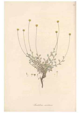 Reproducción/Reproduction 49579400073: Flora Graeca, sive, Plantarum rariorum historia, quas in provinciis aut insulis Graeciae /. Londini :Typis Richardi Taylor et socii, in Vico Shoe-Lane :MDCCCVI-MDCCCXL [1806-1840].. 