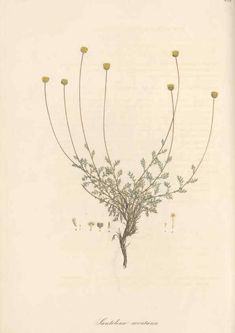 Reproducción/Reproduction 49579400073: Flora Graeca, sive, Plantarum rariorum historia, quas in provinciis aut insulis Graeciae /. Londini :Typis Richardi Taylor et socii, in Vico Shoe-Lane :MDCCCVI-MDCCCXL [1806-1840].. 