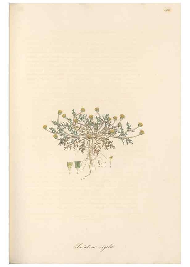 Reproducción/Reproduction 49579400383: Flora Graeca, sive, Plantarum rariorum historia, quas in provinciis aut insulis Graeciae /. Londini :Typis Richardi Taylor et socii, in Vico Shoe-Lane :MDCCCVI-MDCCCXL [1806-1840].. 