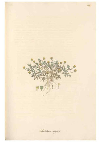 Reproducción/Reproduction 49579400383: Flora Graeca, sive, Plantarum rariorum historia, quas in provinciis aut insulis Graeciae /. Londini :Typis Richardi Taylor et socii, in Vico Shoe-Lane :MDCCCVI-MDCCCXL [1806-1840].. 
