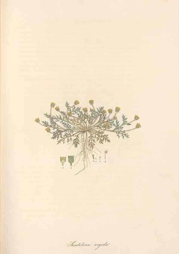 Reproducción/Reproduction 49579400383: Flora Graeca, sive, Plantarum rariorum historia, quas in provinciis aut insulis Graeciae /. Londini :Typis Richardi Taylor et socii, in Vico Shoe-Lane :MDCCCVI-MDCCCXL [1806-1840].. 