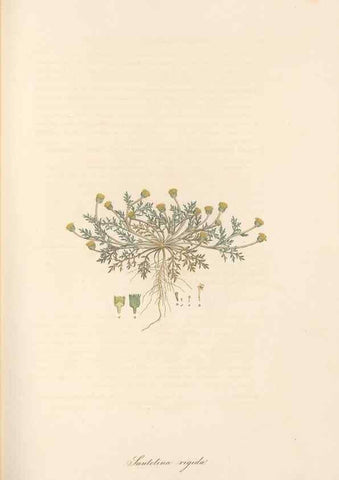 Reproducción/Reproduction 49579400383: Flora Graeca, sive, Plantarum rariorum historia, quas in provinciis aut insulis Graeciae /. Londini :Typis Richardi Taylor et socii, in Vico Shoe-Lane :MDCCCVI-MDCCCXL [1806-1840].. 