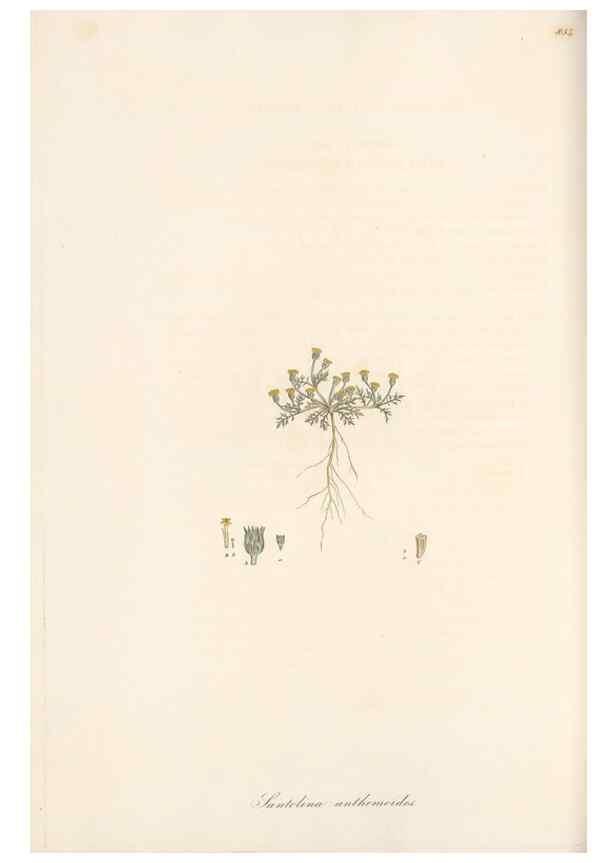 Reproducción/Reproduction 49579400698: Flora Graeca, sive, Plantarum rariorum historia, quas in provinciis aut insulis Graeciae /. Londini :Typis Richardi Taylor et socii, in Vico Shoe-Lane :MDCCCVI-MDCCCXL [1806-1840].. 