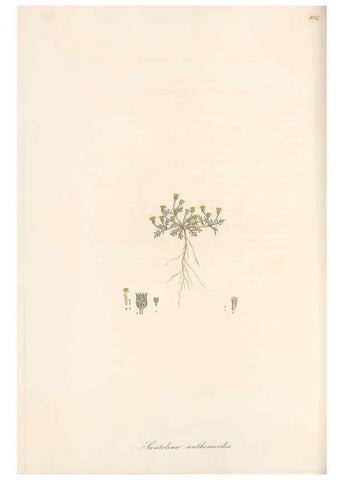 Reproducción/Reproduction 49579400698: Flora Graeca, sive, Plantarum rariorum historia, quas in provinciis aut insulis Graeciae /. Londini :Typis Richardi Taylor et socii, in Vico Shoe-Lane :MDCCCVI-MDCCCXL [1806-1840].. 