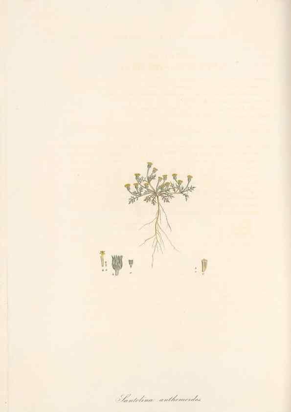 Reproducción/Reproduction 49579400698: Flora Graeca, sive, Plantarum rariorum historia, quas in provinciis aut insulis Graeciae /. Londini :Typis Richardi Taylor et socii, in Vico Shoe-Lane :MDCCCVI-MDCCCXL [1806-1840].. 