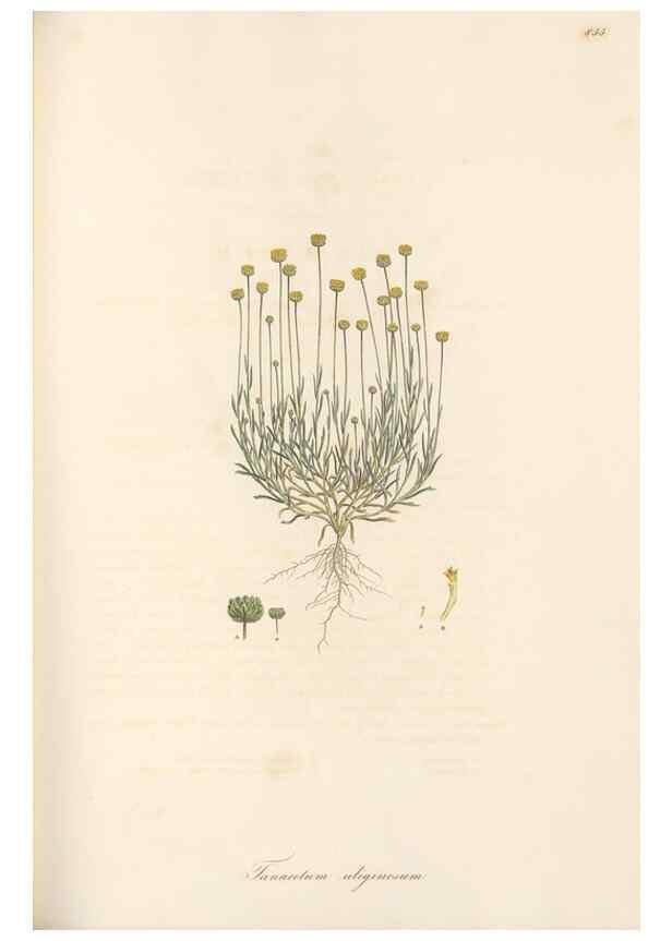 Reproducción/Reproduction 49579400988: Flora Graeca, sive, Plantarum rariorum historia, quas in provinciis aut insulis Graeciae /. Londini :Typis Richardi Taylor et socii, in Vico Shoe-Lane :MDCCCVI-MDCCCXL [1806-1840].. 