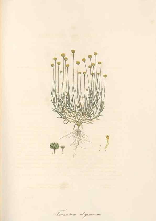 Reproducción/Reproduction 49579400988: Flora Graeca, sive, Plantarum rariorum historia, quas in provinciis aut insulis Graeciae /. Londini :Typis Richardi Taylor et socii, in Vico Shoe-Lane :MDCCCVI-MDCCCXL [1806-1840].. 