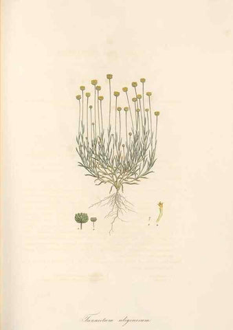 Reproducción/Reproduction 49579400988: Flora Graeca, sive, Plantarum rariorum historia, quas in provinciis aut insulis Graeciae /. Londini :Typis Richardi Taylor et socii, in Vico Shoe-Lane :MDCCCVI-MDCCCXL [1806-1840].. 
