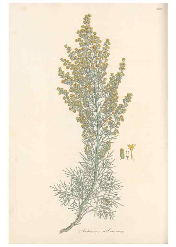 Reproducción/Reproduction 49579401338: Flora Graeca, sive, Plantarum rariorum historia, quas in provinciis aut insulis Graeciae /. Londini :Typis Richardi Taylor et socii, in Vico Shoe-Lane :MDCCCVI-MDCCCXL [1806-1840].. 