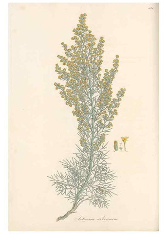 Reproducción/Reproduction 49579401338: Flora Graeca, sive, Plantarum rariorum historia, quas in provinciis aut insulis Graeciae /. Londini :Typis Richardi Taylor et socii, in Vico Shoe-Lane :MDCCCVI-MDCCCXL [1806-1840].. 