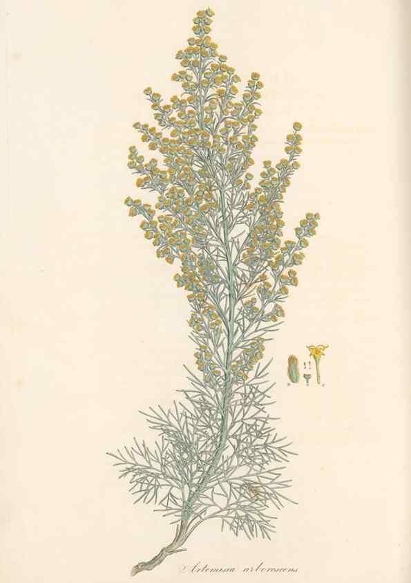 Reproducción/Reproduction 49579401338: Flora Graeca, sive, Plantarum rariorum historia, quas in provinciis aut insulis Graeciae /. Londini :Typis Richardi Taylor et socii, in Vico Shoe-Lane :MDCCCVI-MDCCCXL [1806-1840].. 