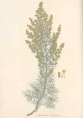 Reproducción/Reproduction 49579401338: Flora Graeca, sive, Plantarum rariorum historia, quas in provinciis aut insulis Graeciae /. Londini :Typis Richardi Taylor et socii, in Vico Shoe-Lane :MDCCCVI-MDCCCXL [1806-1840].. 