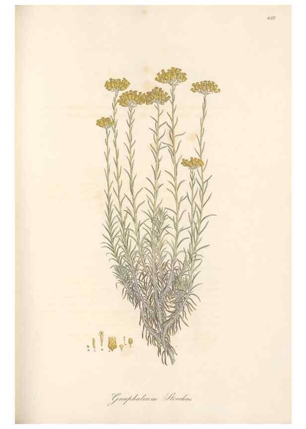 Reproducción/Reproduction 49579903936: Flora Graeca, sive, Plantarum rariorum historia, quas in provinciis aut insulis Graeciae /. Londini :Typis Richardi Taylor et socii, in Vico Shoe-Lane :MDCCCVI-MDCCCXL [1806-1840].. 