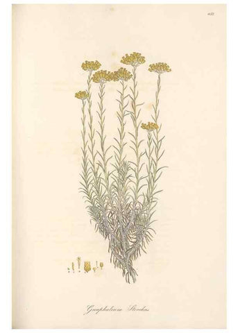 Reproducción/Reproduction 49579903936: Flora Graeca, sive, Plantarum rariorum historia, quas in provinciis aut insulis Graeciae /. Londini :Typis Richardi Taylor et socii, in Vico Shoe-Lane :MDCCCVI-MDCCCXL [1806-1840].. 