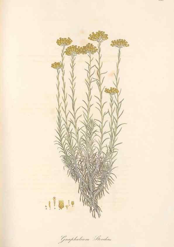 Reproducción/Reproduction 49579903936: Flora Graeca, sive, Plantarum rariorum historia, quas in provinciis aut insulis Graeciae /. Londini :Typis Richardi Taylor et socii, in Vico Shoe-Lane :MDCCCVI-MDCCCXL [1806-1840].. 