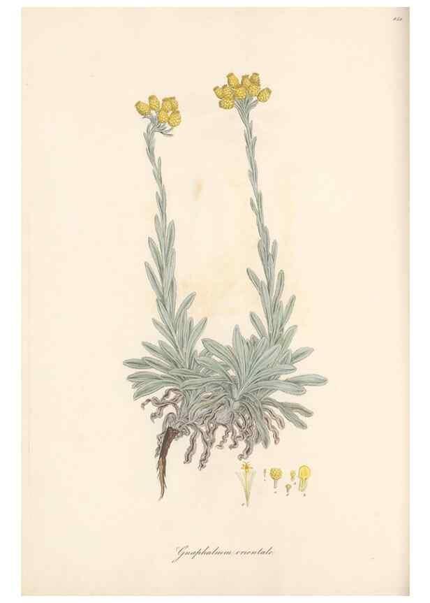 Reproducción/Reproduction 49580131042: Flora Graeca, sive, Plantarum rariorum historia, quas in provinciis aut insulis Graeciae /. Londini :Typis Richardi Taylor et socii, in Vico Shoe-Lane :MDCCCVI-MDCCCXL [1806-1840].. 