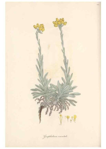 Reproducción/Reproduction 49580131042: Flora Graeca, sive, Plantarum rariorum historia, quas in provinciis aut insulis Graeciae /. Londini :Typis Richardi Taylor et socii, in Vico Shoe-Lane :MDCCCVI-MDCCCXL [1806-1840].. 