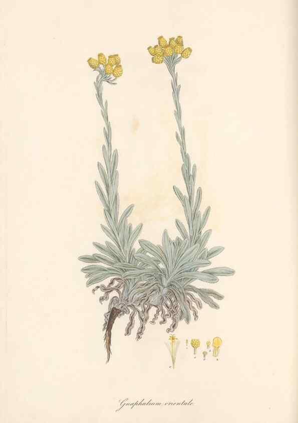 Reproducción/Reproduction 49580131042: Flora Graeca, sive, Plantarum rariorum historia, quas in provinciis aut insulis Graeciae /. Londini :Typis Richardi Taylor et socii, in Vico Shoe-Lane :MDCCCVI-MDCCCXL [1806-1840].. 