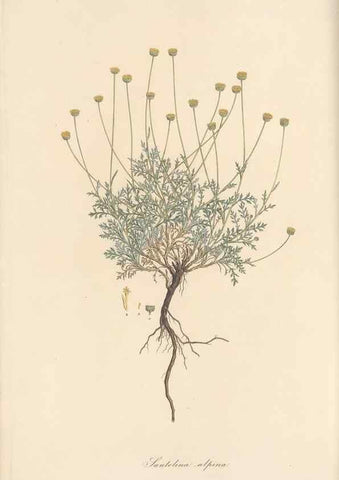Reproducción/Reproduction 49579399708: Flora Graeca, sive, Plantarum rariorum historia, quas in provinciis aut insulis Graeciae /. Londini :Typis Richardi Taylor et socii, in Vico Shoe-Lane :MDCCCVI-MDCCCXL [1806-1840].. 