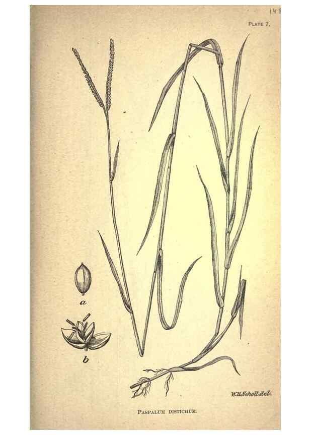 Reproducción/Reproduction 49578669968: The agricultural grasses and forage plants of the United States;. Washington :Govt. print. off.,1889.. 
