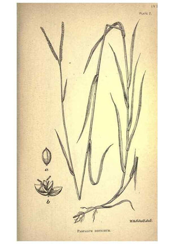 Reproducción/Reproduction 49578669968: The agricultural grasses and forage plants of the United States;. Washington :Govt. print. off.,1889.. 
