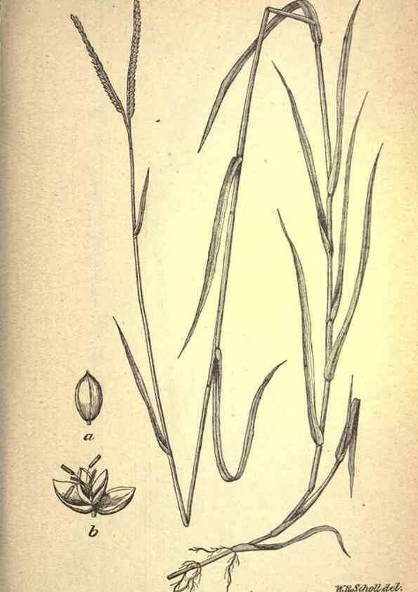 Reproducción/Reproduction 49578669968: The agricultural grasses and forage plants of the United States;. Washington :Govt. print. off.,1889.. 