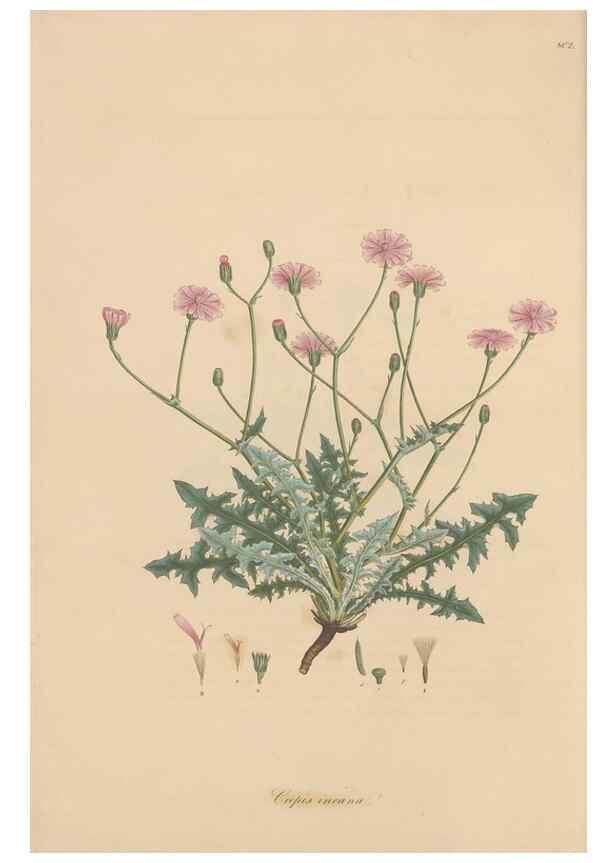Reproducción/Reproduction 49580112112: Flora Graeca, sive, Plantarum rariorum historia, quas in provinciis aut insulis Graeciae /. Londini :Typis Richardi Taylor et socii, in Vico Shoe-Lane :MDCCCVI-MDCCCXL [1806-1840].. 
