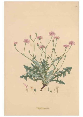 Reproducción/Reproduction 49580112112: Flora Graeca, sive, Plantarum rariorum historia, quas in provinciis aut insulis Graeciae /. Londini :Typis Richardi Taylor et socii, in Vico Shoe-Lane :MDCCCVI-MDCCCXL [1806-1840].. 