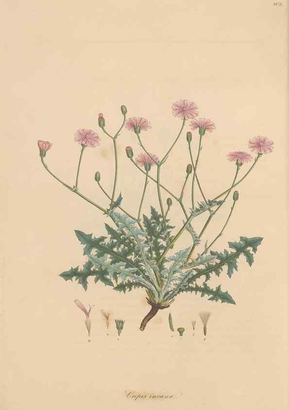 Reproducción/Reproduction 49580112112: Flora Graeca, sive, Plantarum rariorum historia, quas in provinciis aut insulis Graeciae /. Londini :Typis Richardi Taylor et socii, in Vico Shoe-Lane :MDCCCVI-MDCCCXL [1806-1840].. 