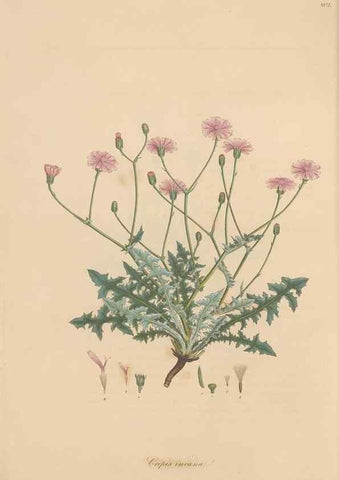 Reproducción/Reproduction 49580112112: Flora Graeca, sive, Plantarum rariorum historia, quas in provinciis aut insulis Graeciae /. Londini :Typis Richardi Taylor et socii, in Vico Shoe-Lane :MDCCCVI-MDCCCXL [1806-1840].. 