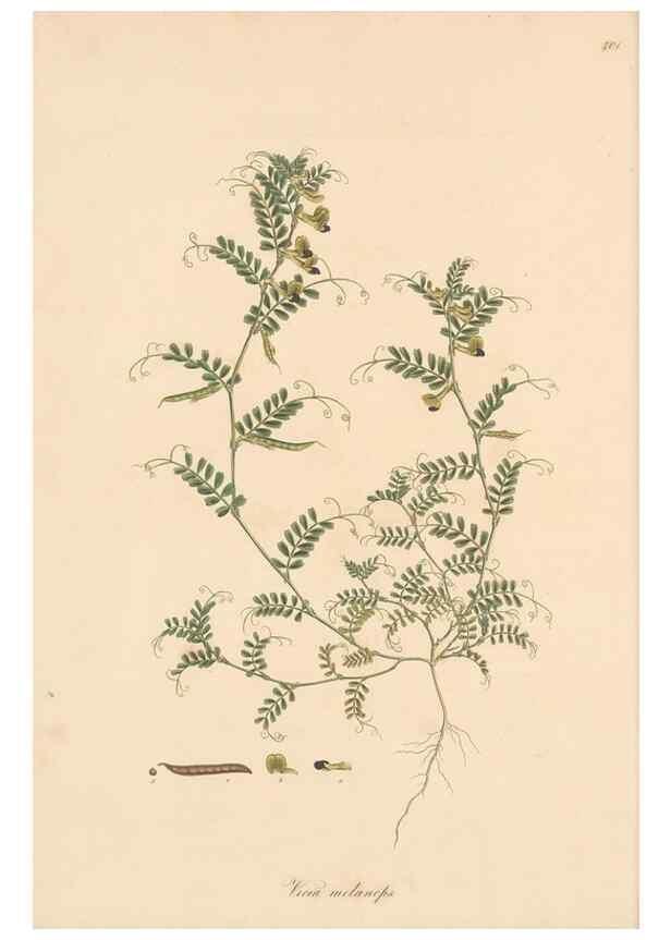 Reproducción/Reproduction 49580088087: Flora Graeca, sive, Plantarum rariorum historia, quas in provinciis aut insulis Graeciae /. Londini :Typis Richardi Taylor et socii, in Vico Shoe-Lane :MDCCCVI-MDCCCXL [1806-1840].. 