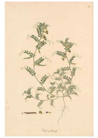 Reproducción/Reproduction 49580088087: Flora Graeca, sive, Plantarum rariorum historia, quas in provinciis aut insulis Graeciae /. Londini :Typis Richardi Taylor et socii, in Vico Shoe-Lane :MDCCCVI-MDCCCXL [1806-1840].. 