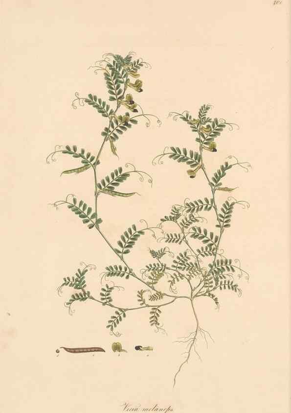Reproducción/Reproduction 49580088087: Flora Graeca, sive, Plantarum rariorum historia, quas in provinciis aut insulis Graeciae /. Londini :Typis Richardi Taylor et socii, in Vico Shoe-Lane :MDCCCVI-MDCCCXL [1806-1840].. 
