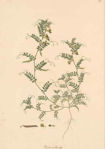 Reproducción/Reproduction 49580088087: Flora Graeca, sive, Plantarum rariorum historia, quas in provinciis aut insulis Graeciae /. Londini :Typis Richardi Taylor et socii, in Vico Shoe-Lane :MDCCCVI-MDCCCXL [1806-1840].. 