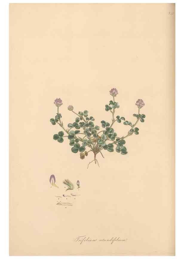 Reproducción/Reproduction 49579324123: Flora Graeca, sive, Plantarum rariorum historia, quas in provinciis aut insulis Graeciae /. Londini :Typis Richardi Taylor et socii, in Vico Shoe-Lane :MDCCCVI-MDCCCXL [1806-1840].. 