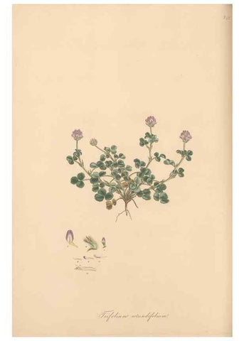 Reproducción/Reproduction 49579324123: Flora Graeca, sive, Plantarum rariorum historia, quas in provinciis aut insulis Graeciae /. Londini :Typis Richardi Taylor et socii, in Vico Shoe-Lane :MDCCCVI-MDCCCXL [1806-1840].. 