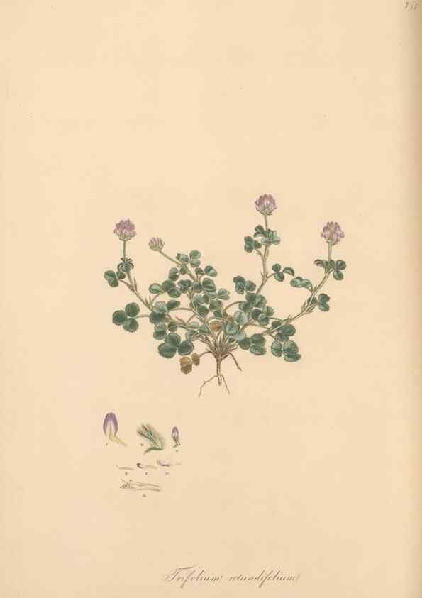 Reproducción/Reproduction 49579324123: Flora Graeca, sive, Plantarum rariorum historia, quas in provinciis aut insulis Graeciae /. Londini :Typis Richardi Taylor et socii, in Vico Shoe-Lane :MDCCCVI-MDCCCXL [1806-1840].. 