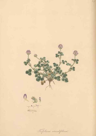 Reproducción/Reproduction 49579324123: Flora Graeca, sive, Plantarum rariorum historia, quas in provinciis aut insulis Graeciae /. Londini :Typis Richardi Taylor et socii, in Vico Shoe-Lane :MDCCCVI-MDCCCXL [1806-1840].. 