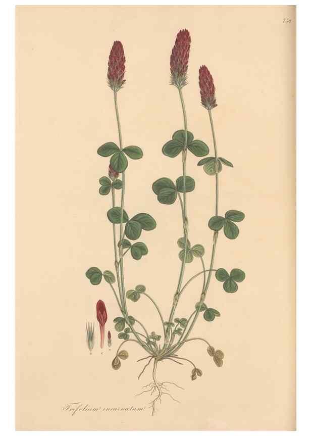 Reproducción/Reproduction 49579827926: Flora Graeca, sive, Plantarum rariorum historia, quas in provinciis aut insulis Graeciae /. Londini :Typis Richardi Taylor et socii, in Vico Shoe-Lane :MDCCCVI-MDCCCXL [1806-1840].. 