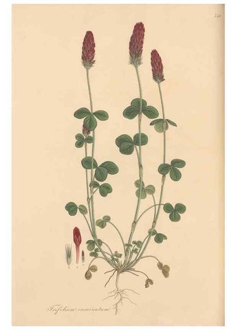 Reproducción/Reproduction 49579827926: Flora Graeca, sive, Plantarum rariorum historia, quas in provinciis aut insulis Graeciae /. Londini :Typis Richardi Taylor et socii, in Vico Shoe-Lane :MDCCCVI-MDCCCXL [1806-1840].. 