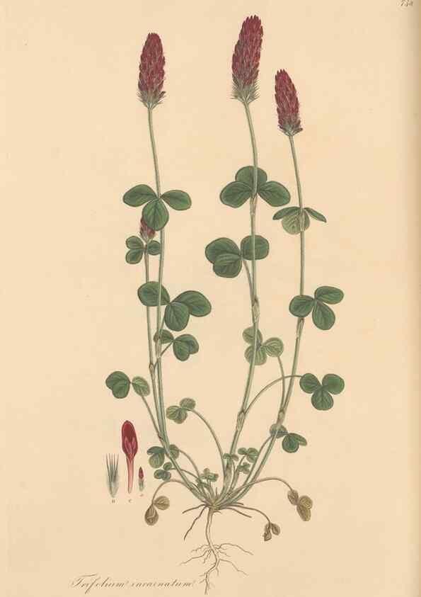 Reproducción/Reproduction 49579827926: Flora Graeca, sive, Plantarum rariorum historia, quas in provinciis aut insulis Graeciae /. Londini :Typis Richardi Taylor et socii, in Vico Shoe-Lane :MDCCCVI-MDCCCXL [1806-1840].. 