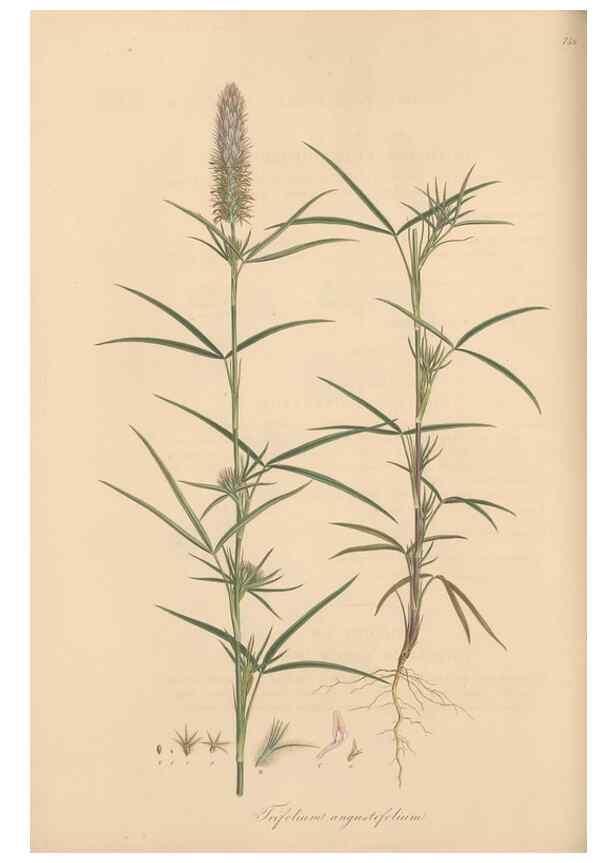 Reproducción/Reproduction 49579324993: Flora Graeca, sive, Plantarum rariorum historia, quas in provinciis aut insulis Graeciae /. Londini :Typis Richardi Taylor et socii, in Vico Shoe-Lane :MDCCCVI-MDCCCXL [1806-1840].. 