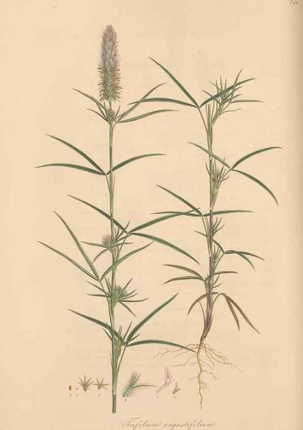 Reproducción/Reproduction 49579324993: Flora Graeca, sive, Plantarum rariorum historia, quas in provinciis aut insulis Graeciae /. Londini :Typis Richardi Taylor et socii, in Vico Shoe-Lane :MDCCCVI-MDCCCXL [1806-1840].. 