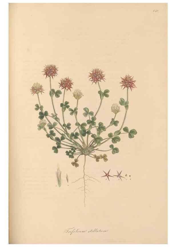 Reproducción/Reproduction 49579325473: Flora Graeca, sive, Plantarum rariorum historia, quas in provinciis aut insulis Graeciae /. Londini :Typis Richardi Taylor et socii, in Vico Shoe-Lane :MDCCCVI-MDCCCXL [1806-1840].. 